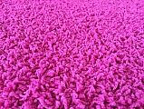 Kusový koberec Color shaggy růžový - Kytka 120 cm průměr
