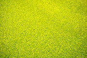 Kusový zelený koberec Eton - 120 x 160 cm